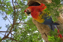 Yellowfin_roter-Ara_Strand_Foto-11-2018