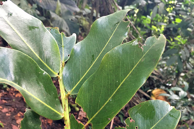 Almendro-Baum Blätter