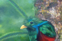 Heidy Jaen Porras_Quetzal Vogel Gemälde - verkauft - _Foto Jaen 19-12-2018