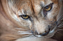 Osa Wild Nationalpark-Corcovado Puma