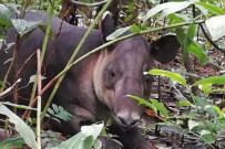 Osa Wild Nationalpark-Corcovado Tapir