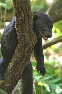 Nationalpark-Corcovado_Tayra-barbara-Tolomuco_Foto-Osa-Wild_12-2018