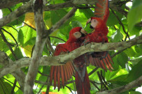 Osa Wild Nationalpark-Corcovado rote Aras
