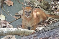 Pacheco - Sirena Puma