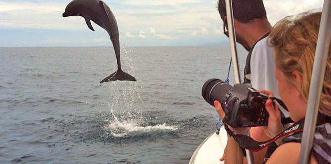 Bahia Aventuras Costa Rica Tour Wale und Delfine