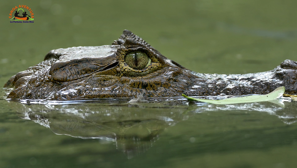 Canoa Tours Caño Negro Krokodil