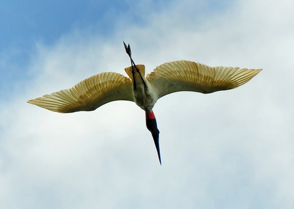 Canoa Tours Caño Negro fliegender Storch