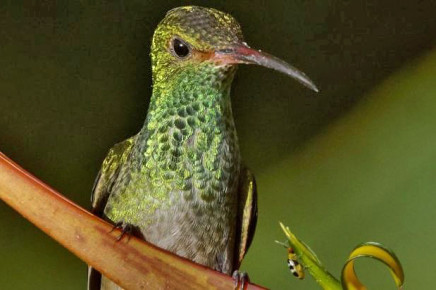 Casa Botania Birding Tour Kolibri
