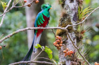 Casa Botania Birding Tour Quetzal