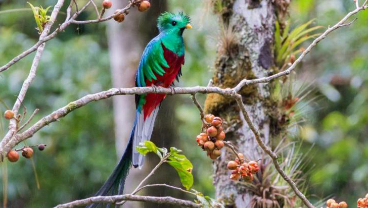 Casa Botania Birding Tour Quetzal