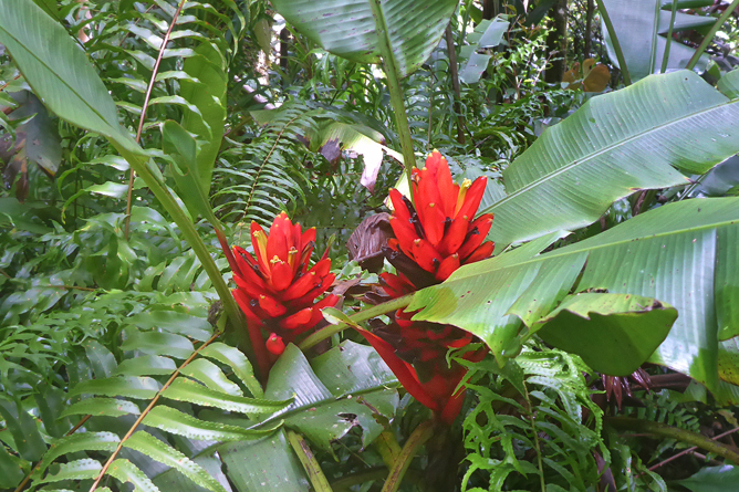 Jardines Secretos - Bromelien- und Orchideengarten -
