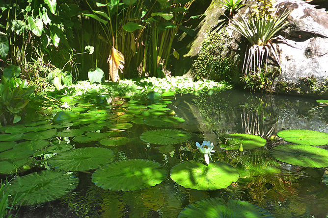 Jardin Secreto • San Gerardo de Rivas Bromeliengarten Costa Rica 03
