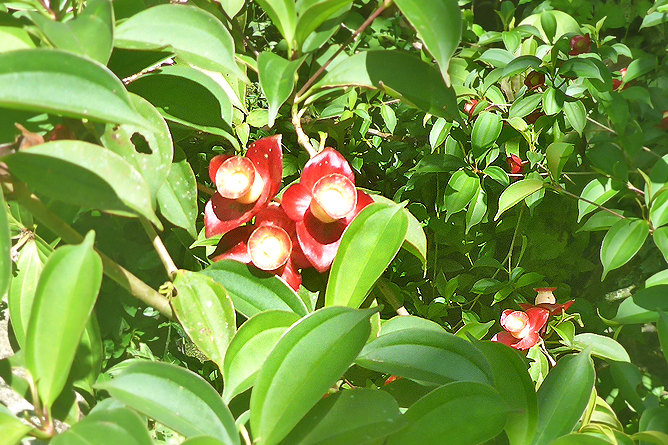Jardin Secreto • San Gerardo de Rivas Bromeliengarten Costa Rica 06
