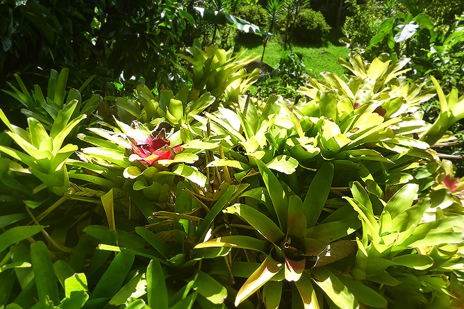 Jardin Secreto • San Gerardo de Rivas Bromeliengarten Costa Rica 08