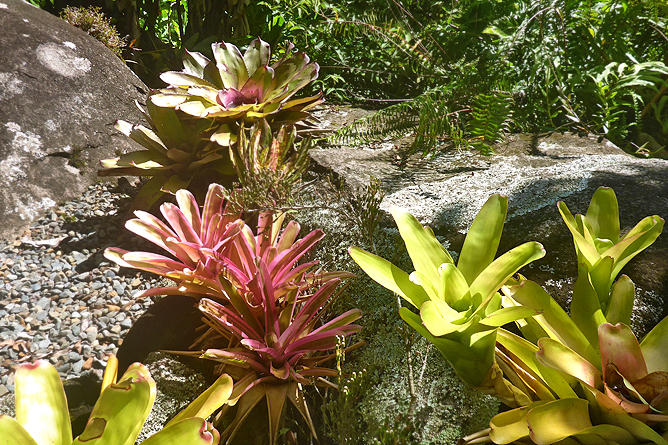 Jardin Secreto • San Gerardo de Rivas Bromeliengarten Costa Rica 09