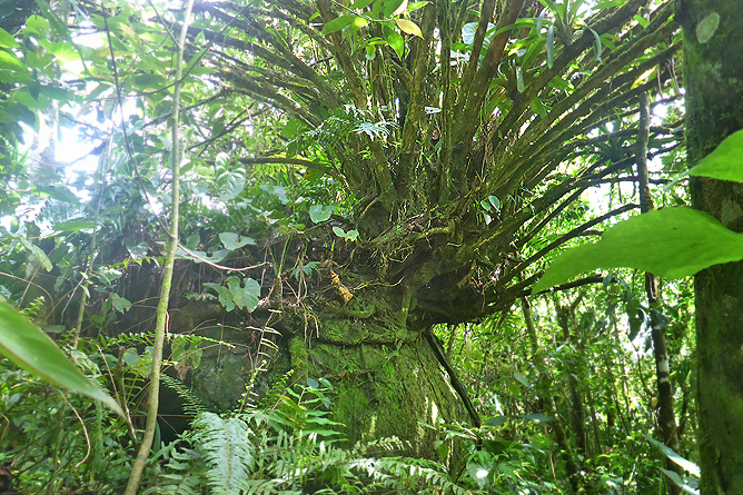 Jardin Secreto • San Gerardo de Rivas Bromeliengarten Costa Rica 13