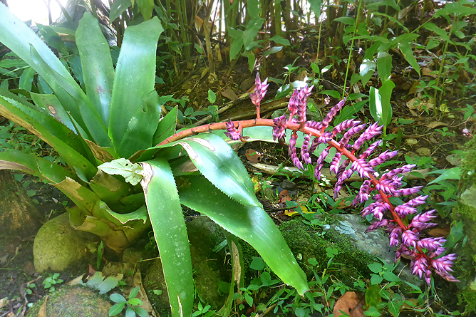 Jardin Secreto • San Gerardo de Rivas Bromeliengarten Costa Rica 18