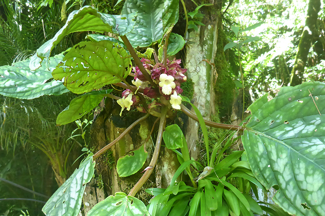 Jardin Secreto • San Gerardo de Rivas Bromeliengarten Costa Rica 20