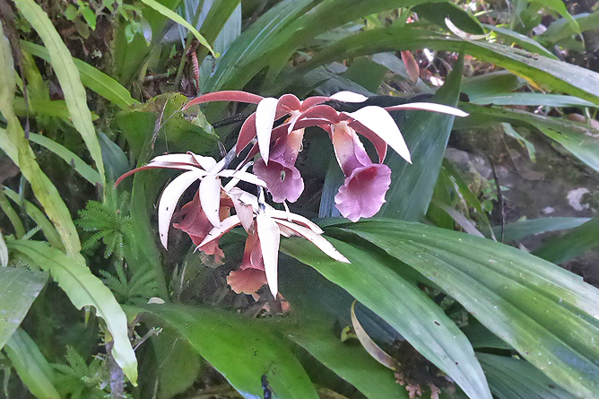 Jardin Secreto • San Gerardo de Rivas Bromeliengarten Costa Rica 21