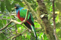 Aguti Reservat - Quetzal Vogel Monteverde Costa Rica