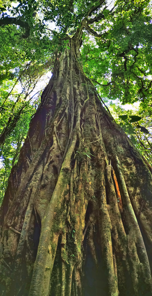 Freicer – Guide in Monteverde: Nebelwaldbaum