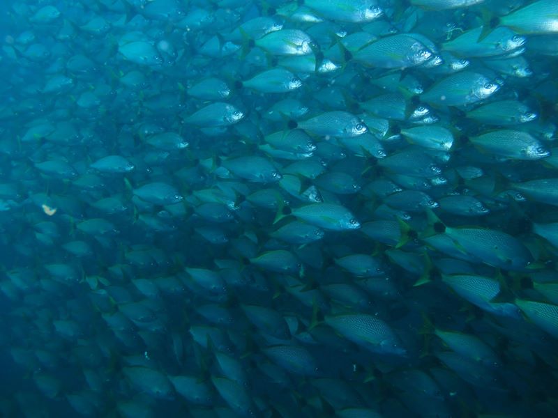 Isla Caño – Tauchen in Costa Rica: Fischschwarm