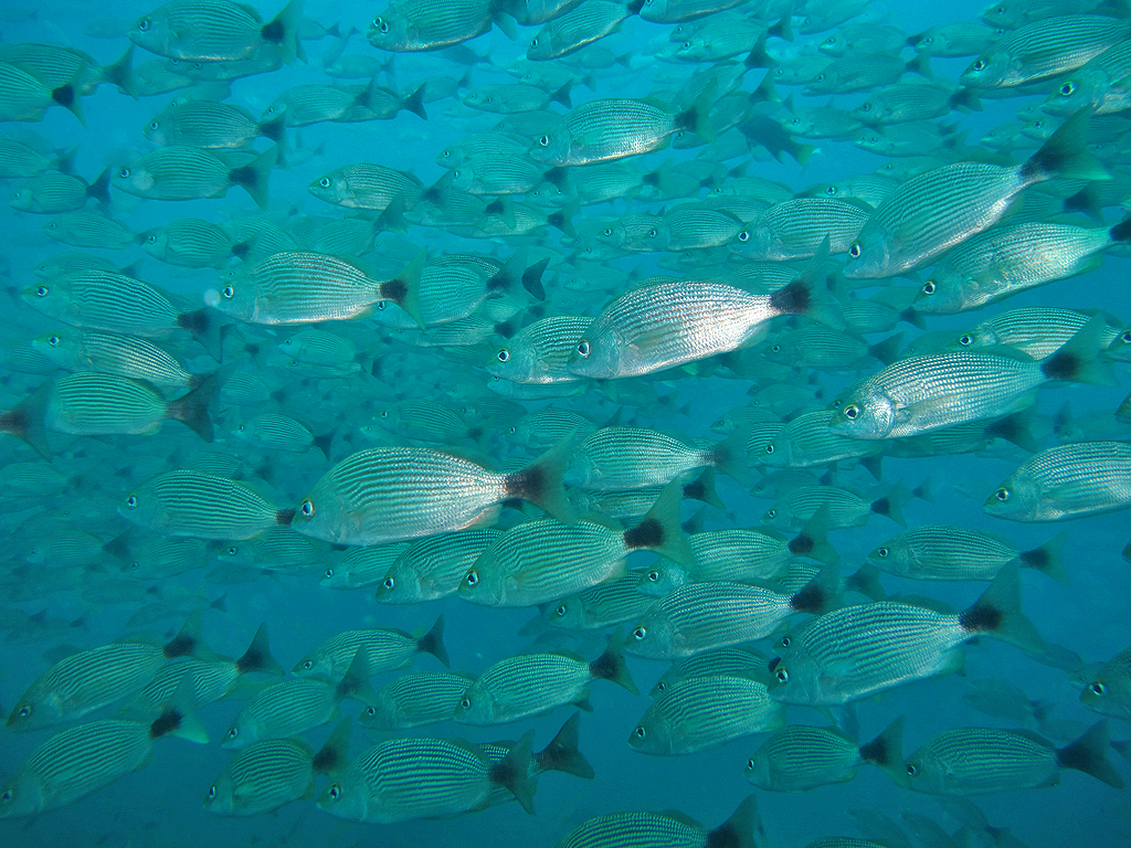 Isla Caño – Tauchen in Costa Rica: Fischschwarm