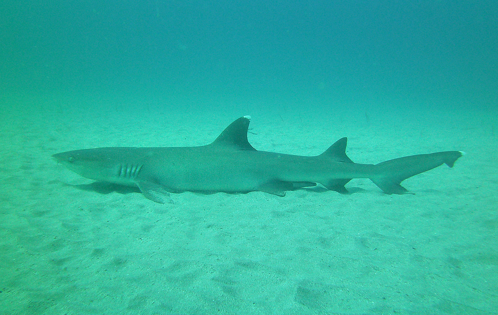 Isla Caño – Tauchen in Costa Rica: ein Hai