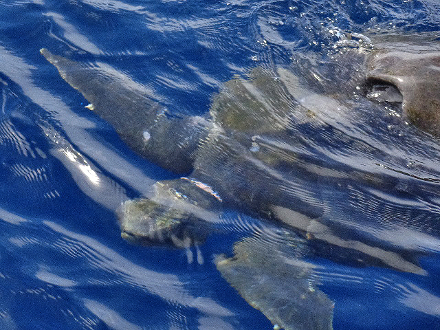 Isla Caño – Tauchen in Costa Rica: eine Meeresschildkröte