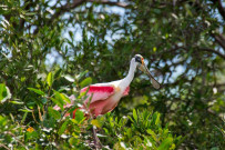 Rancho Humo Estancia - Bootstour: rosa Löffler