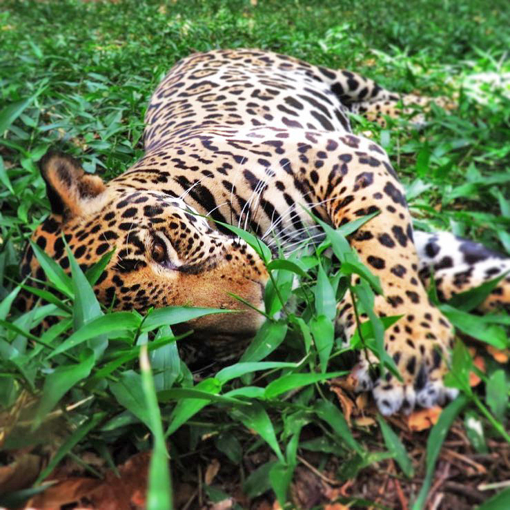 Jaguar | Bild: Centro de Rescate “Las Pumas”
