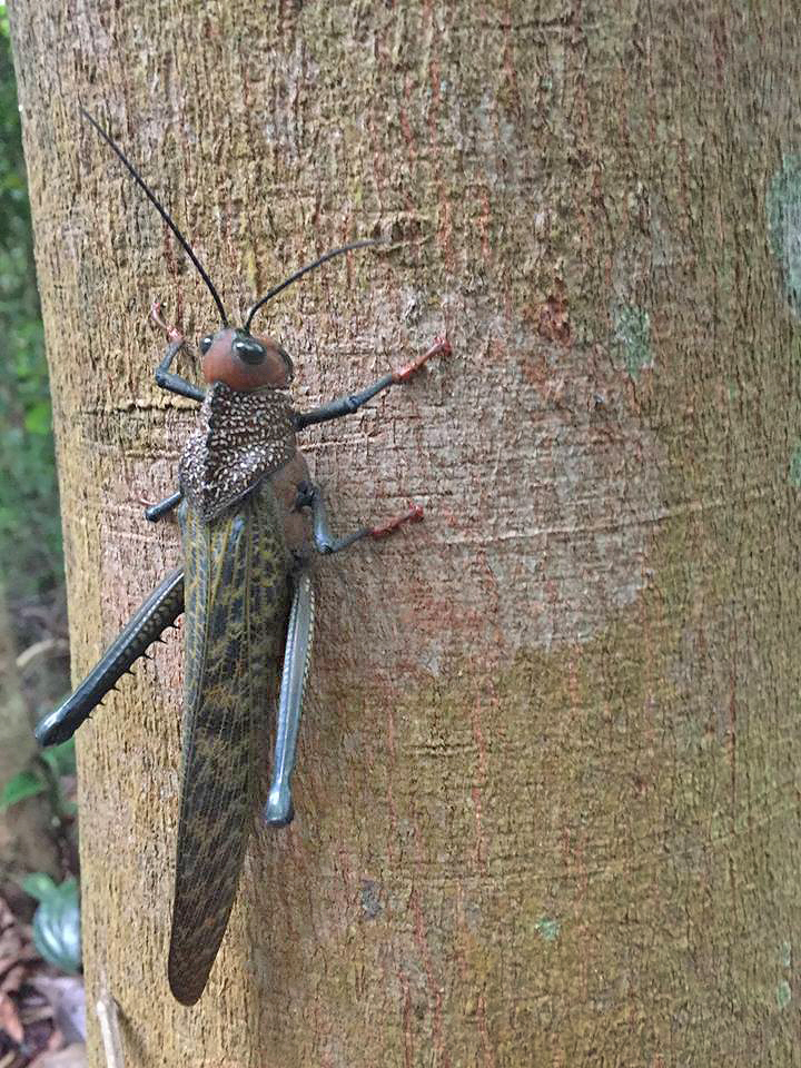 La Cangreja Nationalpark Costa Rica – Insekt