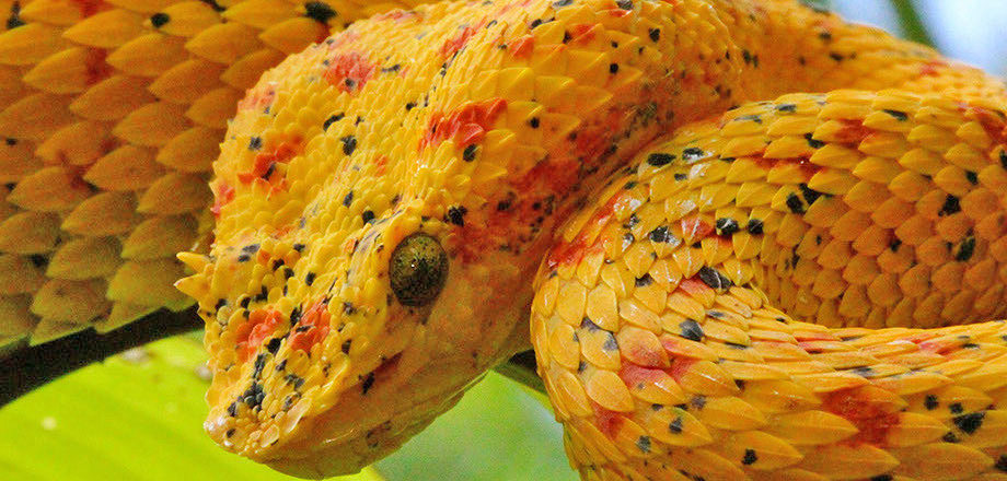 La Tarde – Schlange | Costa Rica