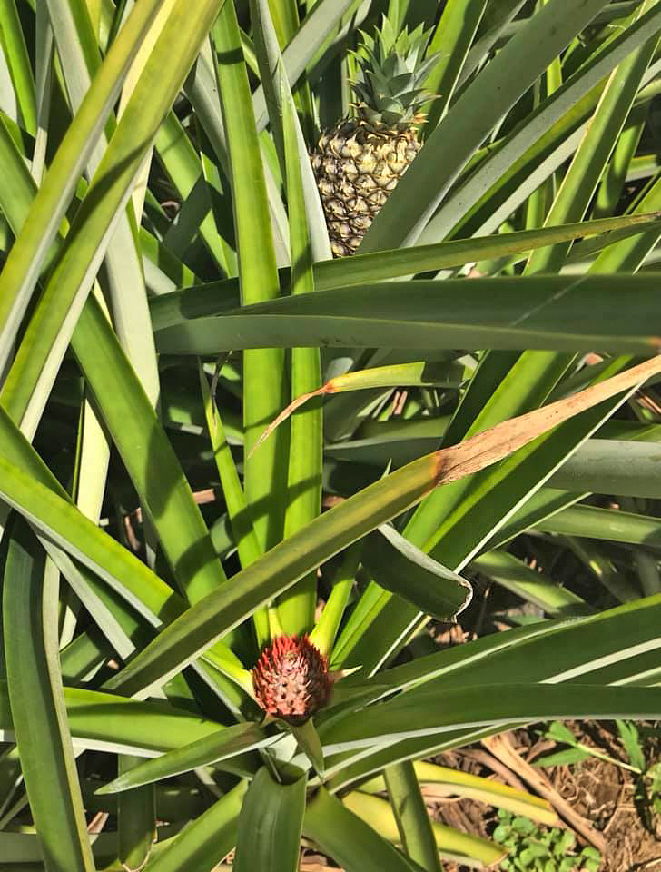 Don Belicio – Organische Ananas Plantage