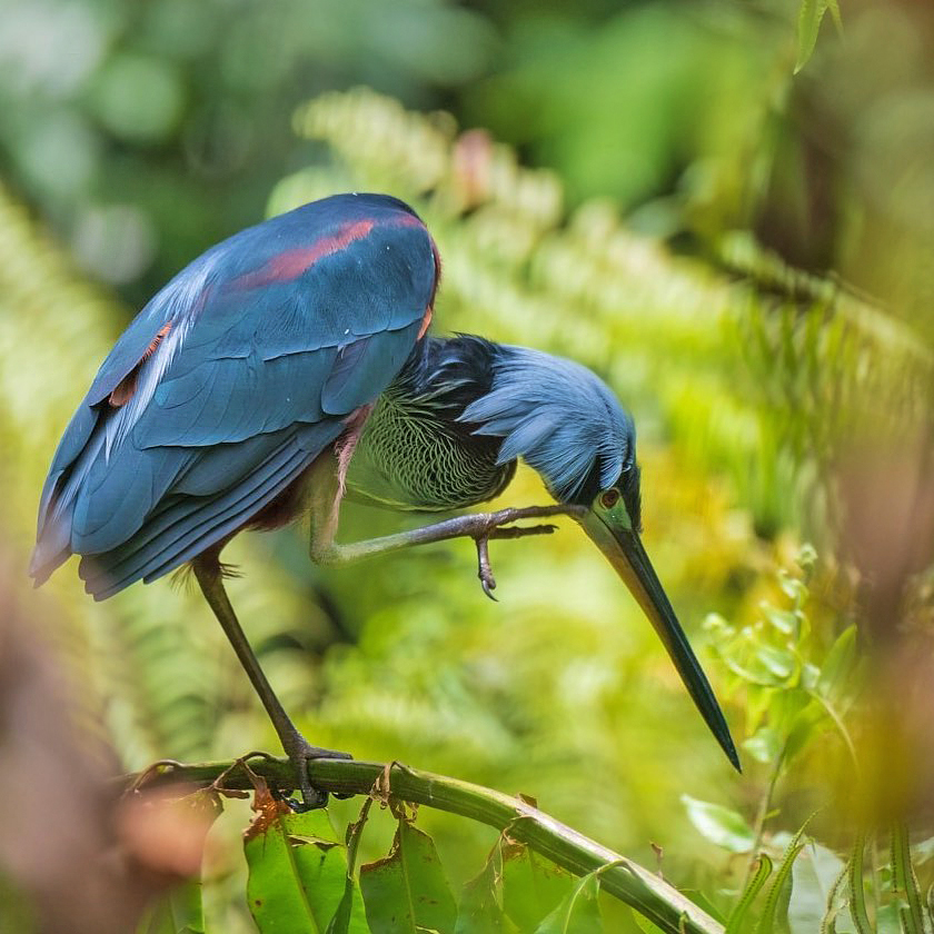 Pacuare Reserve – Wasservogel