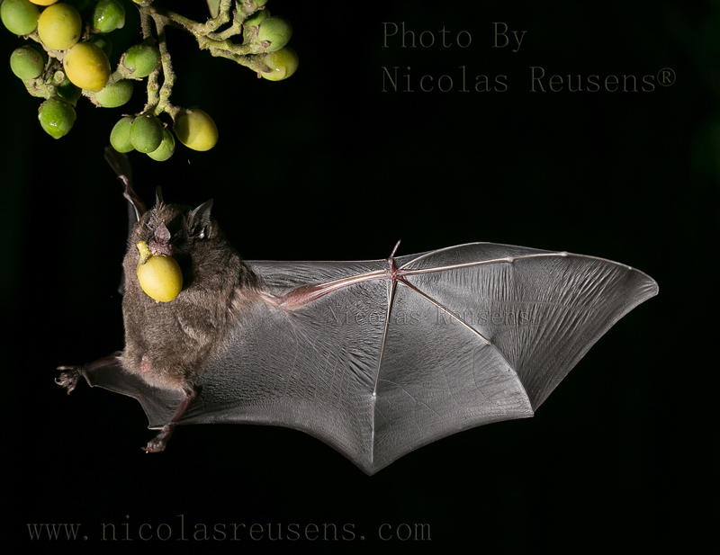 Bat Jungle Monteverde – (4)