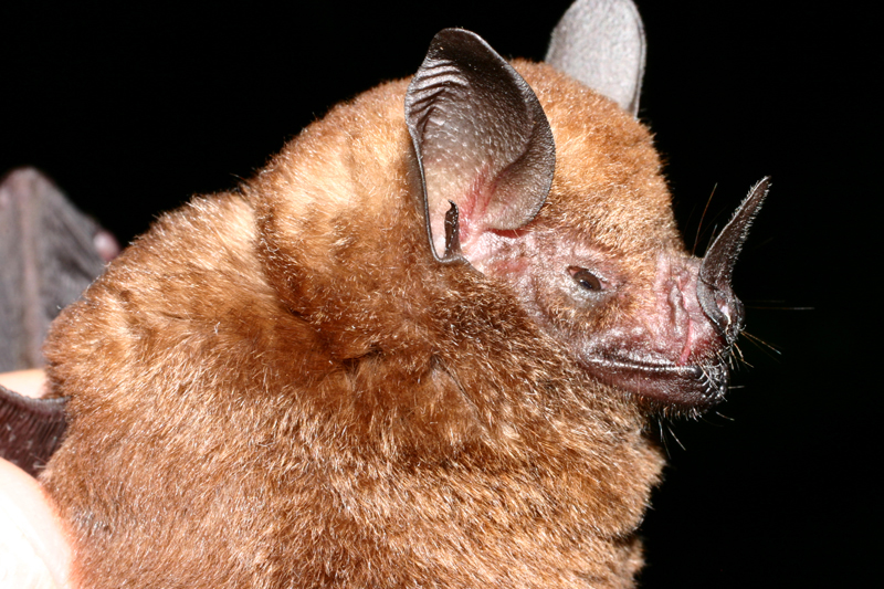 Bat Jungle Monteverde – (5)