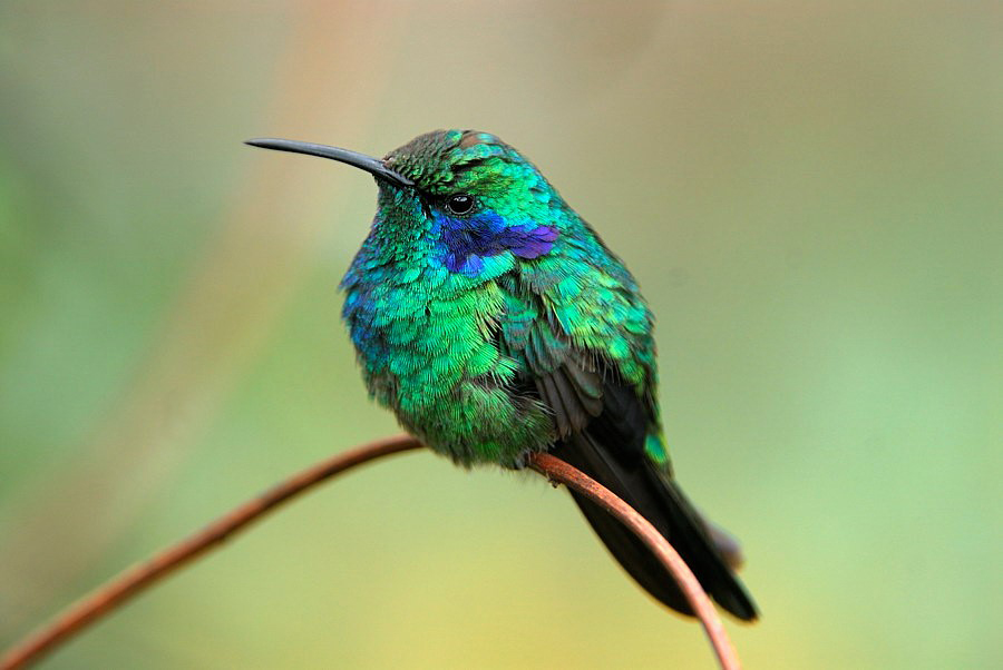 Curi Cancha Reservat – Vogelbeobachtung
