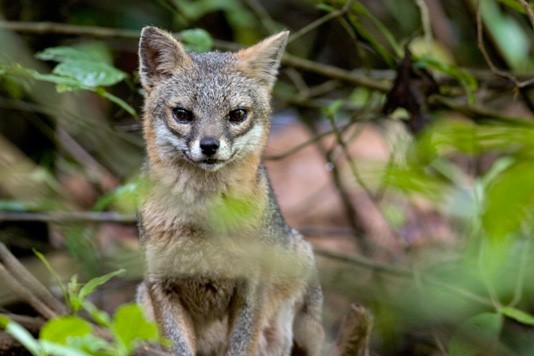 Monteverde Biologisches Reservat – Fuchs