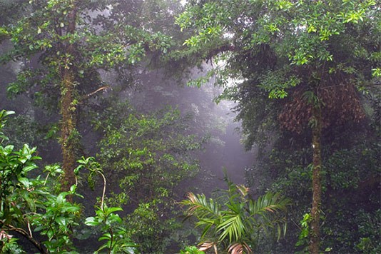 Monteverde Biologisches Reservat – Nebelwald