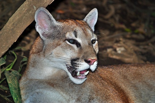 Monteverde Biologisches Reservat – Puma