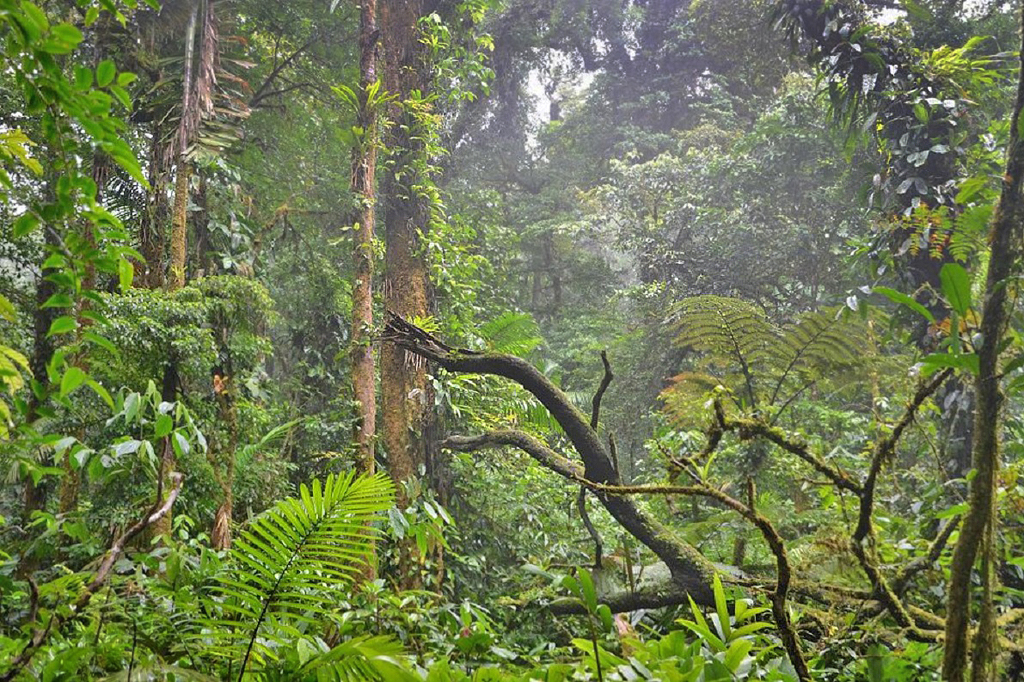 Monteverde Biologisches Reservat – Vegetation