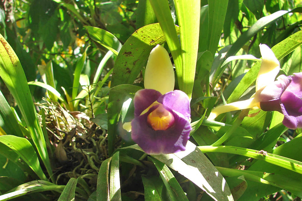 Orchideen Garten – Monteverde (5)