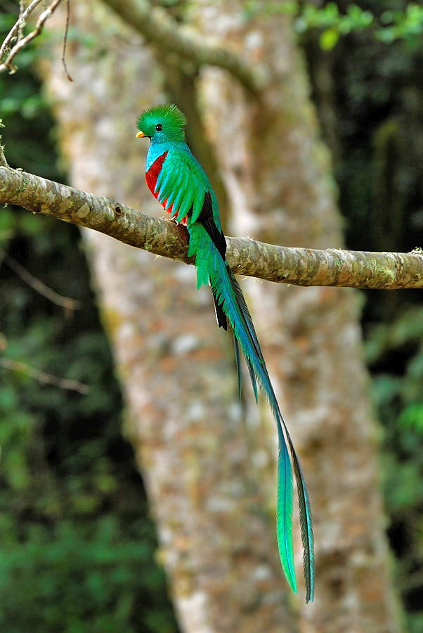 Quetzal – Curi Cancha Reservat Monteverde