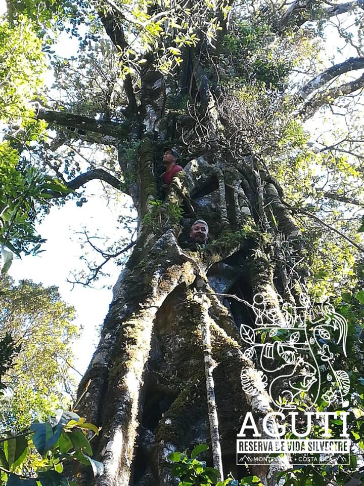 monteverde-reisebaustein-costa-rica-aguti-schutzgebiet