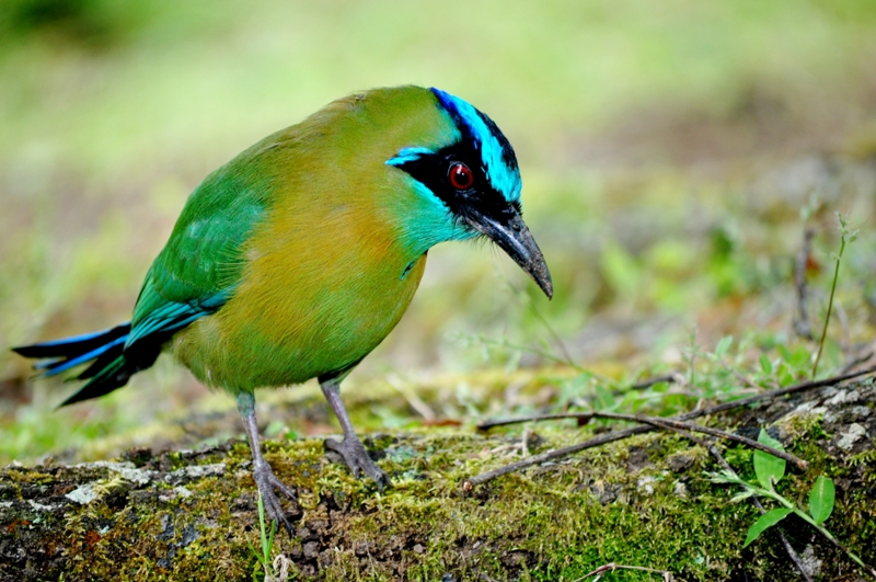 monteverde-reisebaustein-costa-rica-bee-eater