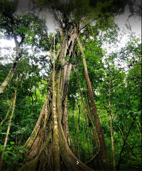 monteverde-reisebaustein-costa-rica-dschungelbaum