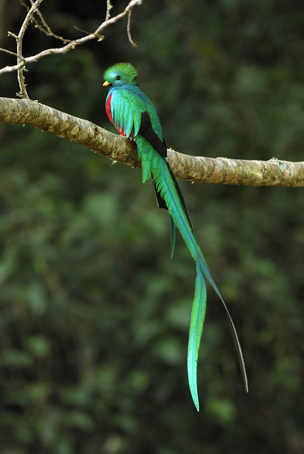 Resplendent Quetzal, male(Pharomachrus mocinno)Cierro La Muerte, Costa Rica