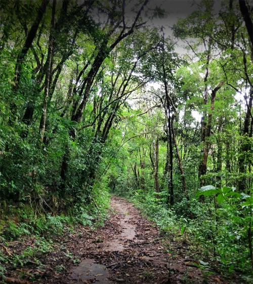monteverde-reisebaustein-costa-rica-wanderpfad