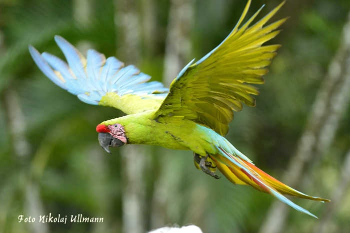 costa-rica-micha-siegfried-green-macaws-lapas
